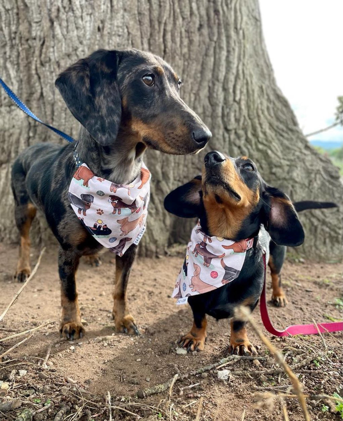Dog Bandanas