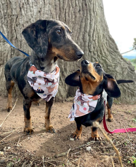 Dog Bandanas
